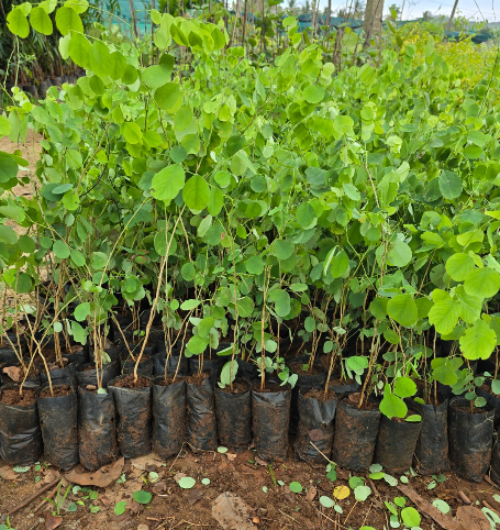 Rosewood Plant Plants — Rosewood sapling available at Agro Nursery Garden